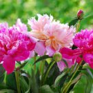 Peony Purely White Cream White Flower Seeds big blooms home garden smell fragrant flowers