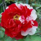 Peony Light Pink & Dark Red Flower Seeds big blooms double colors rare heirloom perennial flowers Peony Light Pink & Dark Red Flower Seeds big blooms double colors rare heirloom perennial flowers