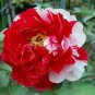 Peony Light Pink & Dark Red Flower Seeds big blooms double colors rare heirloom perennial flowers