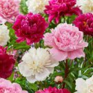 Peony Pink Petals with Dark Red Stripe Perennal Flower Seeds professional pack Peony Pink Petals with Dark Red Stripe Perennal Flower Seeds professional pack