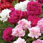 Peony Pink Petals with Dark Red Stripe Perennal Flower Seeds professional pack