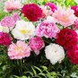 Peony Pink Petals with Dark Red Stripe Perennal Flower Seeds professional pack