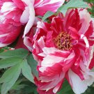 Peony 'Silky Flag' Bi-colored Flower Seeds white red big blooms home garden flowers
