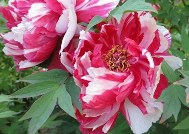 Peony 'Silky Flag' Bi-colored Flower Seeds white red big blooms home garden flowers