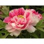Peony 'Silky Flag' Bi-colored Flower Seeds white red big blooms home garden flowers
