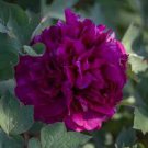 Peony 'Shou An Hong' Dark Purplish Red Flower