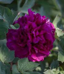 Peony 'Shou An Hong' Dark Purplish Red Flower