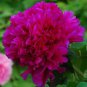 Peony 'Shou An Hong' Dark Purplish Red Flower