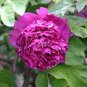 Peony 'Shou An Hong' Dark Purplish Red Flower