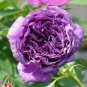 Peony Purple European Rose-typed Flower Seeds big blooms light fragrant home garden flower