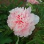 Peony Mr.zhao Pink Big Blooms Flower Seeds hydrangea-typed home garden flowers