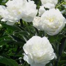 5 Pcs Peony Purely White 'New Brige' Flower Seeds big blooms home garden fragrant 5 Pcs Peony Purely White 'New Brige' Flower Seeds big blooms home garden fragrant