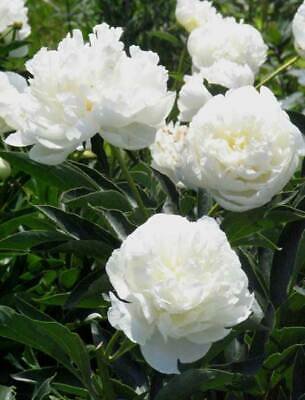 5 Pcs Peony Purely White 'New Brige' Flower Seeds big blooms home garden fragrant