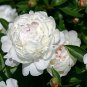 5 Pcs Peony Purely White 'New Brige' Flower Seeds big blooms home garden fragrant