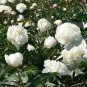 5 Pcs Peony Purely White 'New Brige' Flower Seeds big blooms home garden fragrant