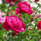 5 Pcs Peony Tulip-typed Ball Shrub Flower Seeds rose red white petals won't open 5 Pcs Peony Tulip-typed Ball Shrub Flower Seeds rose red white petals won't open