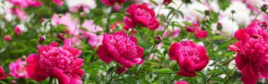 5 Pcs Peony Tulip-typed Ball Shrub Flower Seeds rose red white petals won't open