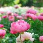 5 Pcs Peony Tulip-typed Ball Shrub Flower Seeds rose red white petals won't open