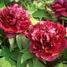 5 Pcs Peony Dark Deep Red Multi-petalled Flower 5 Pcs Peony Dark Deep Red Multi-petalled Flower