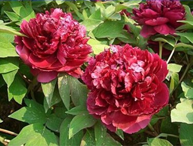 5 Pcs Peony Dark Deep Red Multi-petalled Flower