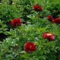 5 Pcs Peony Dark Deep Red Multi-petalled Flower