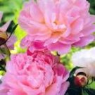 5 Pcs Peony Light Pink Petals Crested Flower