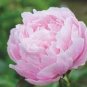 5 Pcs Peony Light Pink Petals Crested Flower