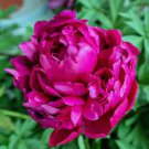 5 Pcs Peony Deep Red Petals Long Hairy Centre Flower