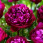 5 Pcs Peony Deep Red Petals Long Hairy Centre Flower