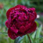 5 Pcs Peony Deep Red Petals Long Hairy Centre Flower