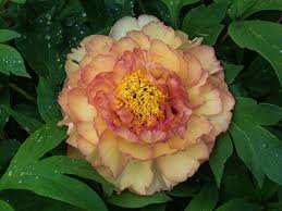 5 Pcs Peony Peach-red Golden Perennial Tree Flower