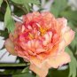 5 Pcs Peony Peach-red Golden Perennial Tree Flower
