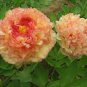 5 Pcs Peony Peach-red Golden Perennial Tree Flower