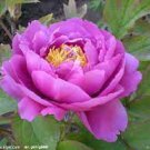 5 Pcs Light Purplish Pink Peony Flower Seeds 5 Pcs Light Purplish Pink Peony Flower Seeds