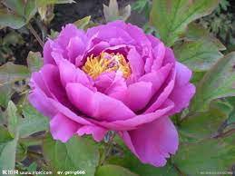 5 Pcs Light Purplish Pink Peony Flower Seeds