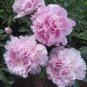 5 Pcs Light Purplish Pink Peony Flower Seeds