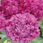 5 Pcs Light Purplish Pink Peony Flower Seeds