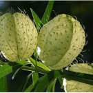 10 Pcs Gomphocarpus Physocarpus HAIRY BALLS SEEDS