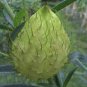 10 Pcs Gomphocarpus Physocarpus HAIRY BALLS SEEDS