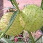 10 Pcs Gomphocarpus Physocarpus HAIRY BALLS SEEDS