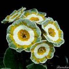 15 Pcs Primula Auricula Miss Teak Flower Seeds