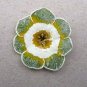 15 Pcs Primula Auricula Miss Teak Flower Seeds