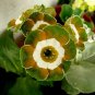 15 Pcs Primula Auricula Miss Teak Flower Seeds