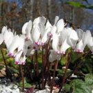 6 Pcs Cyprus Cyclamen Hederifolium Seeds
