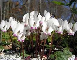 6 Pcs Cyprus Cyclamen Hederifolium Seeds