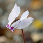 6 Pcs Cyprus Cyclamen Hederifolium Seeds