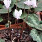 6 Pcs Cyprus Cyclamen Hederifolium Seeds