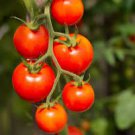 300 Pcs 'Red Colorful' Indeterminate Tomato Organic Seeds