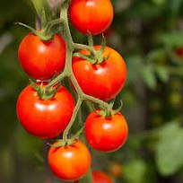 300 Pcs 'Red Colorful' Indeterminate Tomato Organic Seeds