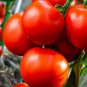 300 Pcs 'Red Colorful' Indeterminate Tomato Organic Seeds